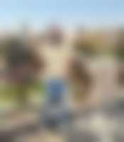 صورة العضو