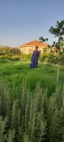 صورة العضو